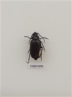 藏品(畢氏姬鋸天牛)的圖片